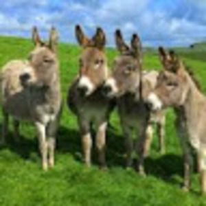 Meet your Posher, Cory